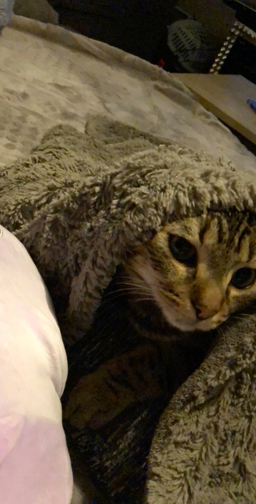 Hobi a rejoint le concours — aidez-le/la à gagner de superbes lots ! american_shorthair, bengal, carnivore, cat, domestic_short_haired_cat, dragon_li, egyptian_mau, european_shorthair, felidae, fur, kitten, pixie_bob, small_to_medium_sized_cats, tabby_cat, whiskers