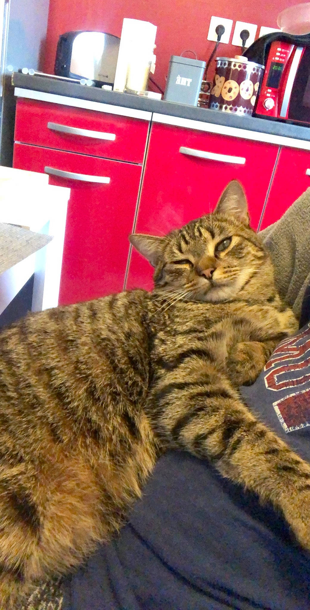 Hobi participe au concours pour gagner de l'argent avec cette photo : american_bobtail, american_shorthair, asian, australian_mist, california_spangled, carnivore, cat, domestic_short_haired_cat, dragon_li, european_shorthair, felidae, kitten, mammal, pixie_bob, small_to_medium_sized_cats, tabby_cat, toyger, vertebrate, whiskers, wild_cat