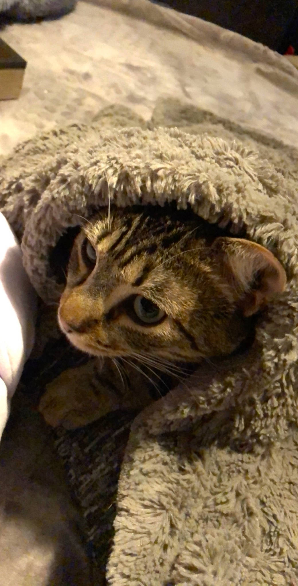 Hobi a rejoint le concours — aidez-le/la à gagner de superbes lots ! american_shorthair, asian, carnivore, cat, domestic_short_haired_cat, dragon_li, european_shorthair, felidae, fur, headgear, kitten, pixie_bob, small_to_medium_sized_cats, snout, tabby_cat, whiskers