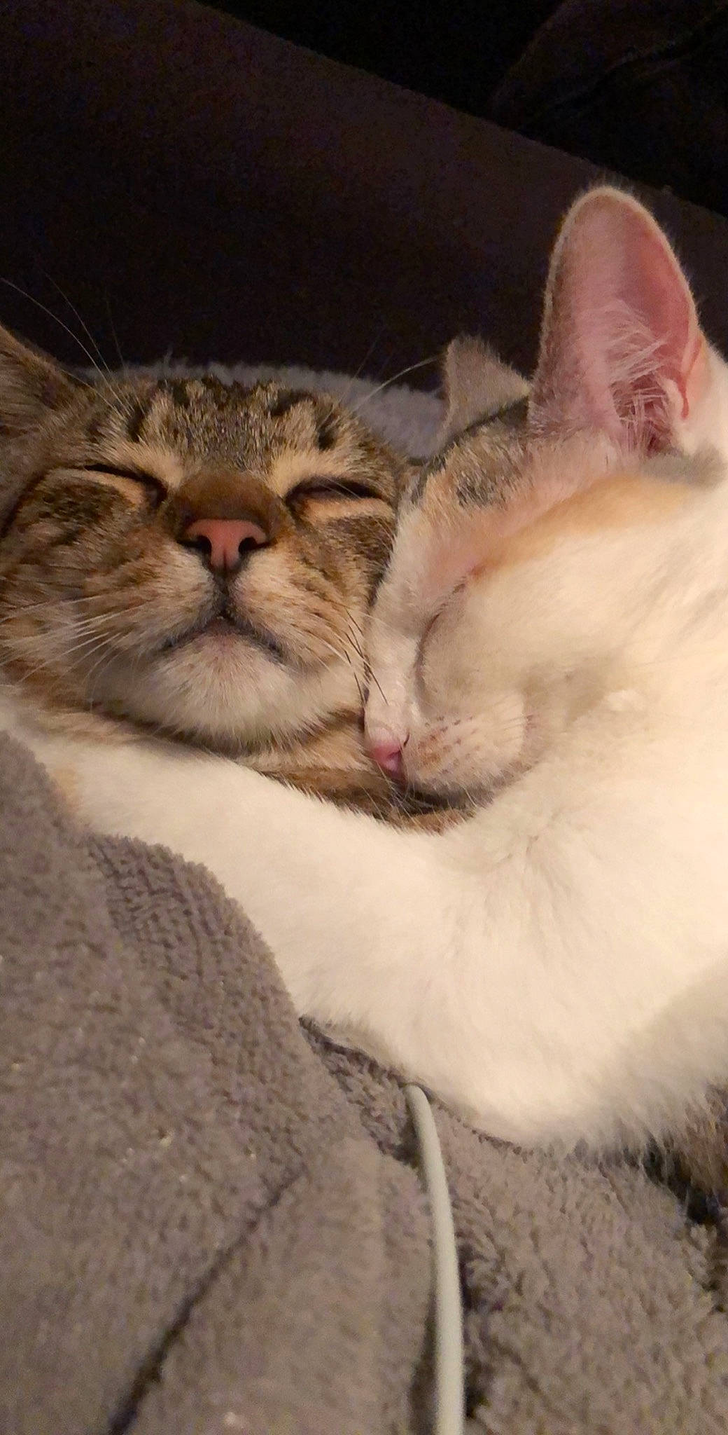 Hobi a rejoint le concours — aidez-le/la à gagner de superbes lots ! aegean_cat, asian, australian_mist, burmilla, carnivore, cat, close_up, domestic_short_haired_cat, european_shorthair, felidae, kitten, mammal, paw, polydactyl_cat, singapura, small_to_medium_sized_cats, snout, tabby_cat, vertebrate, whiskers