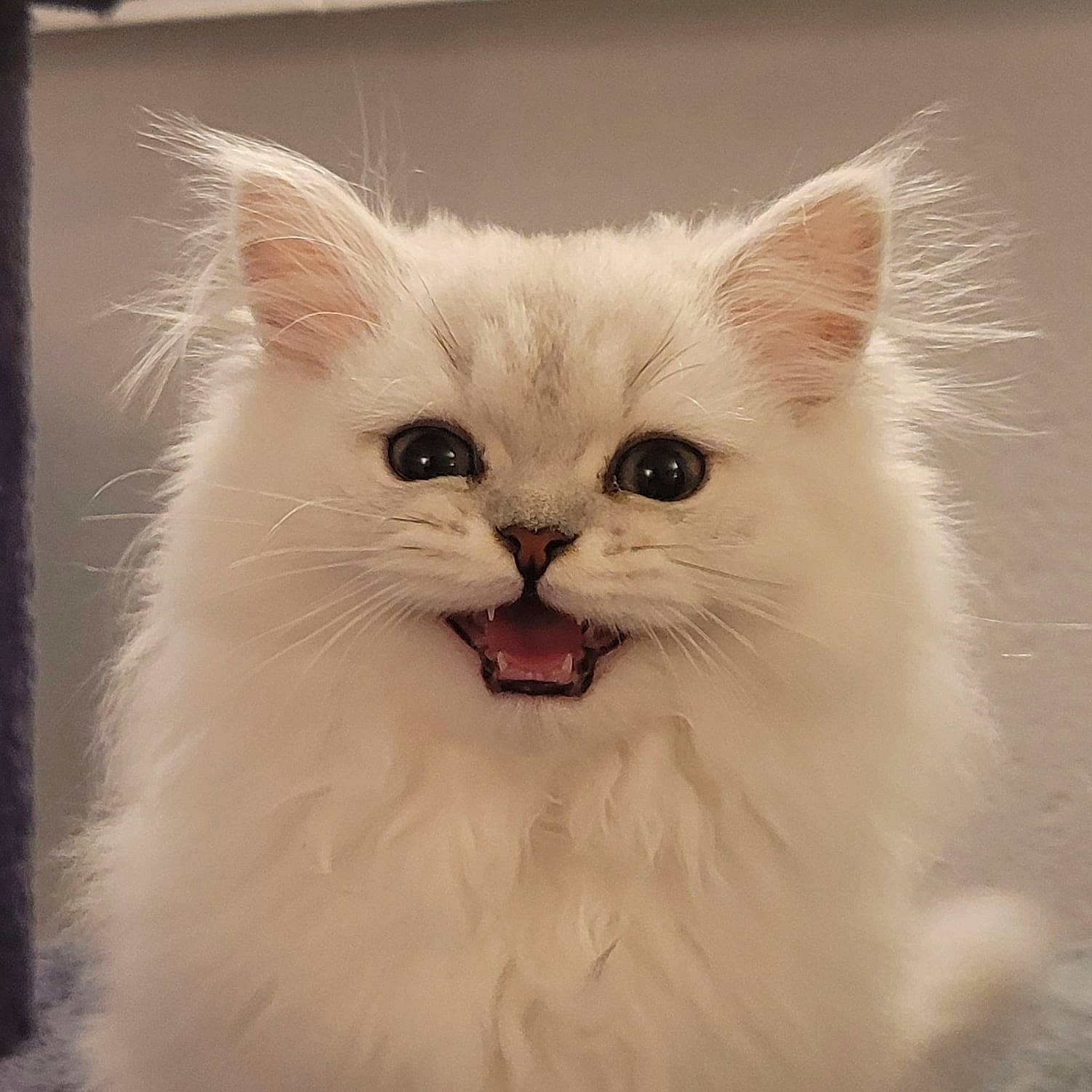 Pancake a rejoint le concours — aidez-le/la à gagner de superbes lots ! british_longhair, carnivore, cat, eye, felidae, fur, jaw, paw, small_to_medium_sized_cats, snout, terrestrial_animal, whiskers