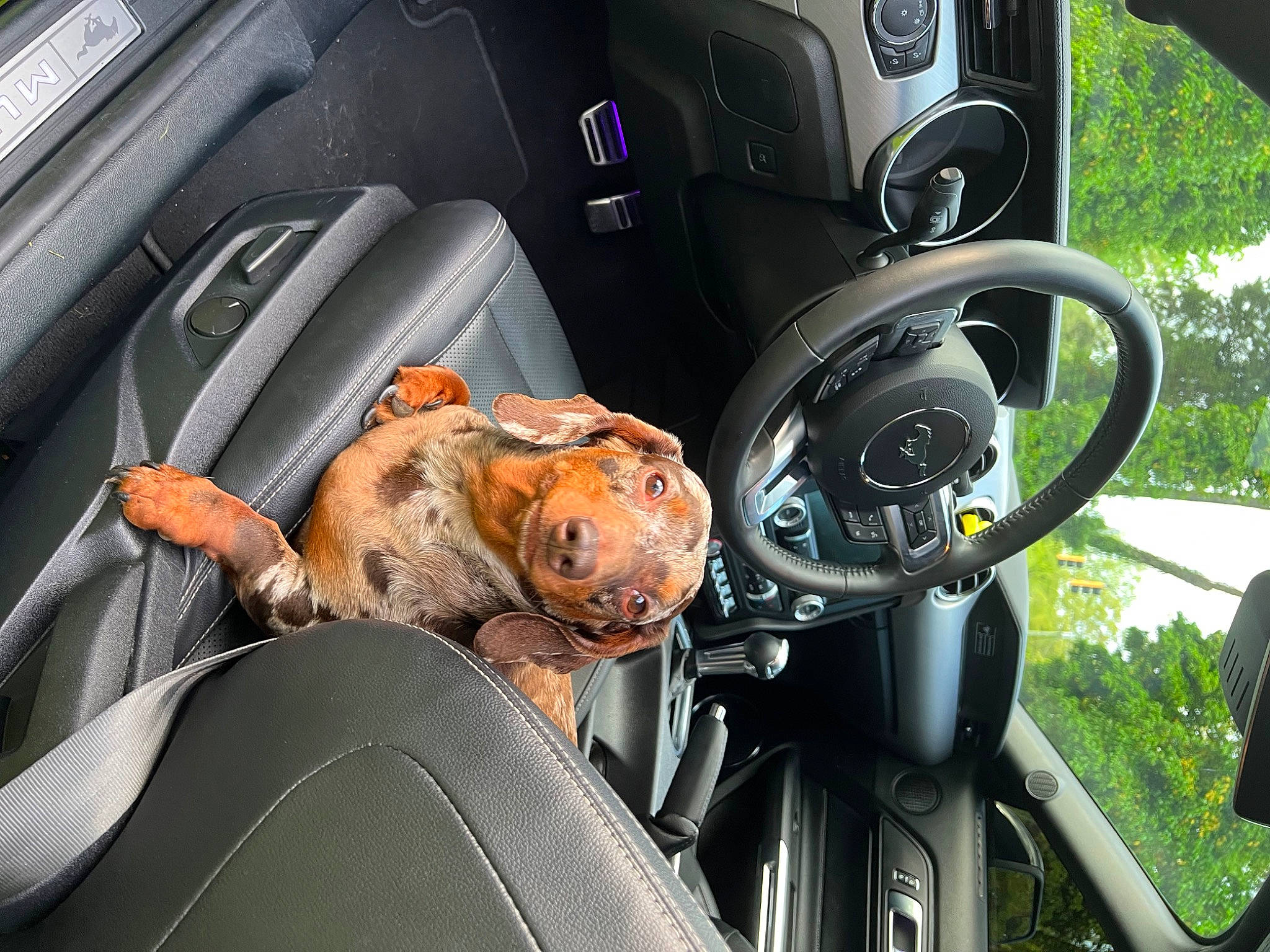 Cookie joined the competition — help win amazing prizes! auto_part, automotive_design, automotive_exterior, automotive_lighting, automotive_mirror, automotive_tire, car, car_seat, car_seat_cover, center_console, gear_shift, motor_vehicle, personal_luxury_car, plant, steering_part, steering_wheel, trip_computer, vehicle, vehicle_door, windshield
