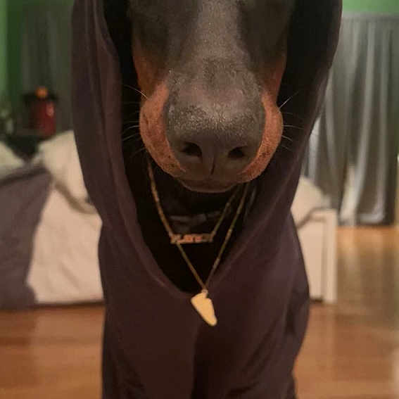 Hellion is registered to the contest to win money with this photo: borador, canidae, carnivore, collar, companion_dog, dog, dog_breed, flooring, fur, guard_dog, labrador_retriever, liver, personal_protective_equipment, pet_supply, sleeve, snout, sporting_group, whiskers, working_animal, working_dog