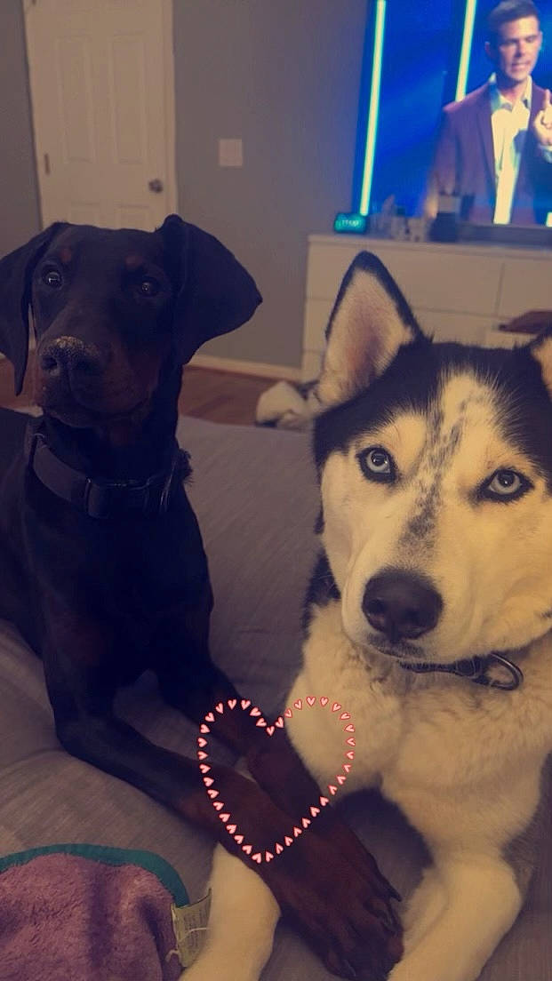 Dakota is registered to the contest to win money with this photo: canidae, carnivore, companion_dog, cool, dog, dog_breed, dog_collar, fawn, fur, happy, jaw, selfie, siberian_husky, sled_dog, snout, sporting_group, square, whiskers, wolf, working_animal