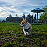 Cheddar joined the competition — help win amazing prizes! dog, corgi, grass, outdoor, sky, clouds, field, rocks, harness, house, tree, fence, umbrella, daytime, pet, canine, animal, walking, nature, playful