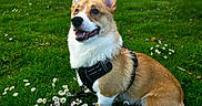 Cheddar joined the competition — help win amazing prizes! dog, corgi, pet, animal, grass, flowers, daisies, park, tree, nature, outdoor, happy, smiling, canine, fur, leash, sunlight, greenery, sitting, harness