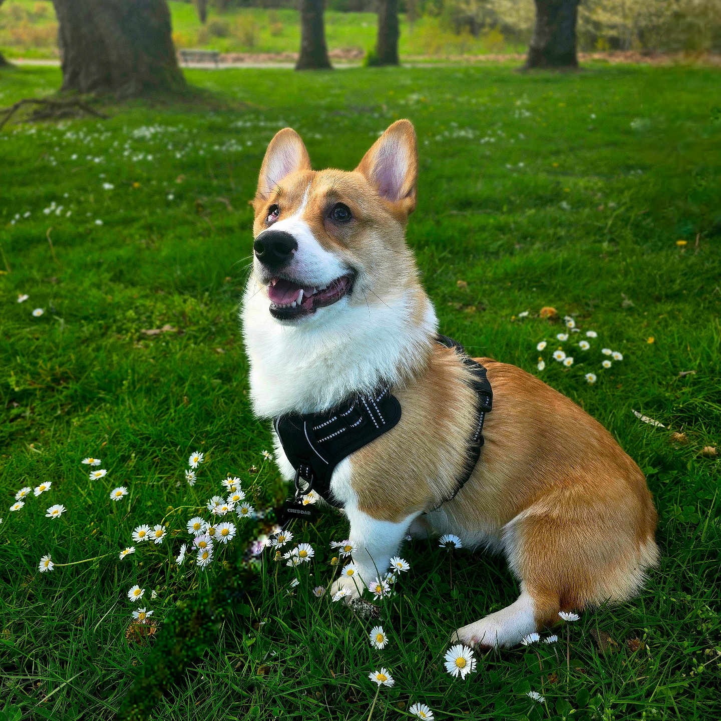 Cheddar joined the competition — help win amazing prizes! dog, corgi, pet, animal, grass, flowers, daisies, park, tree, nature, outdoor, happy, smiling, canine, fur, leash, sunlight, greenery, sitting, harness