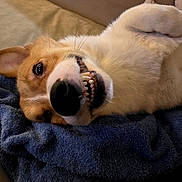 Cheddar joined the competition — help win amazing prizes! dog, corgi, smiling, teeth, lying_down, blanket, cozy, fur, pet, animal, cute, playful, resting, indoors, closeup, face, expression, canine, warm_lighting, relaxed