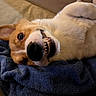 dog, corgi, smiling, teeth, lying_down, blanket, cozy, fur, pet, animal, cute, playful, resting, indoors, closeup, face, expression, canine, warm_lighting, relaxed