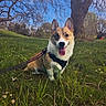 Cheddar joined the competition — help win amazing prizes! dog, corgi, grass, tree, blue_sky, leash, harness, flower, outdoor, nature, pet, canine, smiling, happy, park, spring, animal, tongue_out, daylight, field