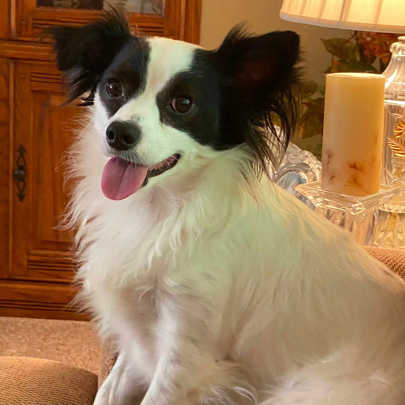 Shallow is registered to the contest to win money with this photo: dog, pet, indoor, couch, lamp, candle, wooden_furniture, happy, tongue_out, black_and_white, fur, ears, sitting, cozy, home, decor, carpet, portrait, animal, cute