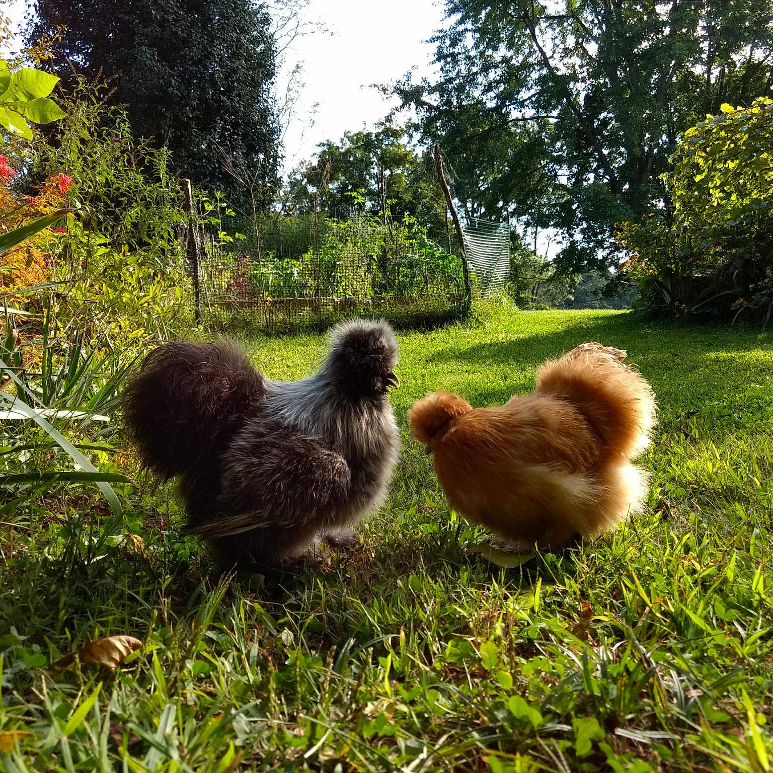 Vanilla And Chocolate Thunder