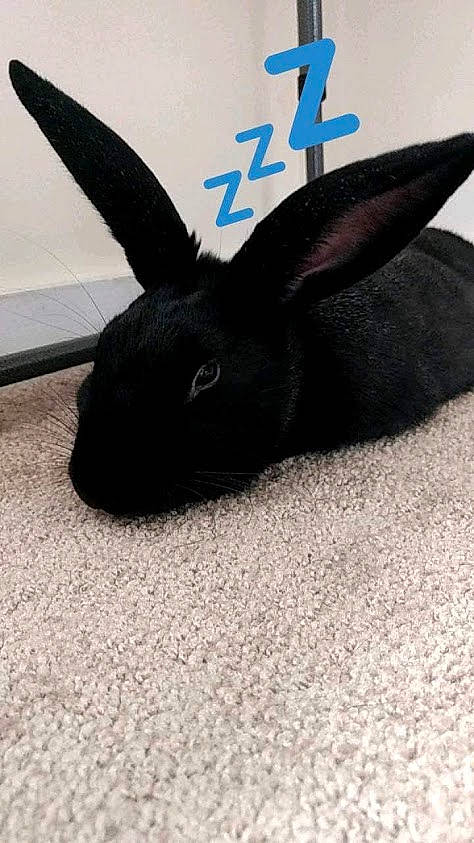 Cornelius joined the competition — help win amazing prizes! domestic_rabbit, ear, fur, rabbit, rabbits_and_hares, tail