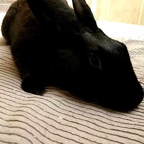 Cornelius joined the competition — help win amazing prizes! ear, floor, fur, rabbit, rabbits_and_hares, snout