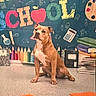 Lola joined the competition — help win amazing prizes! dog, brown_dog, sitting, carpet, school_theme, colorful_background, pencils, books, notebooks, calculator, apple, paint_palette, headphones, pen, glasses, orange_folders, educational, indoors, cute, calm