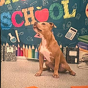 Lola joined the competition — help win amazing prizes! dog, brown_dog, white_markings, sitting, classroom, back_to_school, colorful_background, school_supplies, pencils, books, calculator, notebooks, floor, indoor, education, pet, animal, cute, alert, decorations