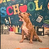 dog, brown_dog, white_markings, sitting, classroom, back_to_school, colorful_background, school_supplies, pencils, books, calculator, notebooks, floor, indoor, education, pet, animal, cute, alert, decorations