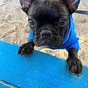 Steele is registered to the contest to win money with this photo: adorable, animal, black_dog, blue_hoodie, canine, close_up, curious, daylight, dog, ears, looking_up, nose, outdoor, paws, pet, playful, puppy, sand, wooden_table, young_dog