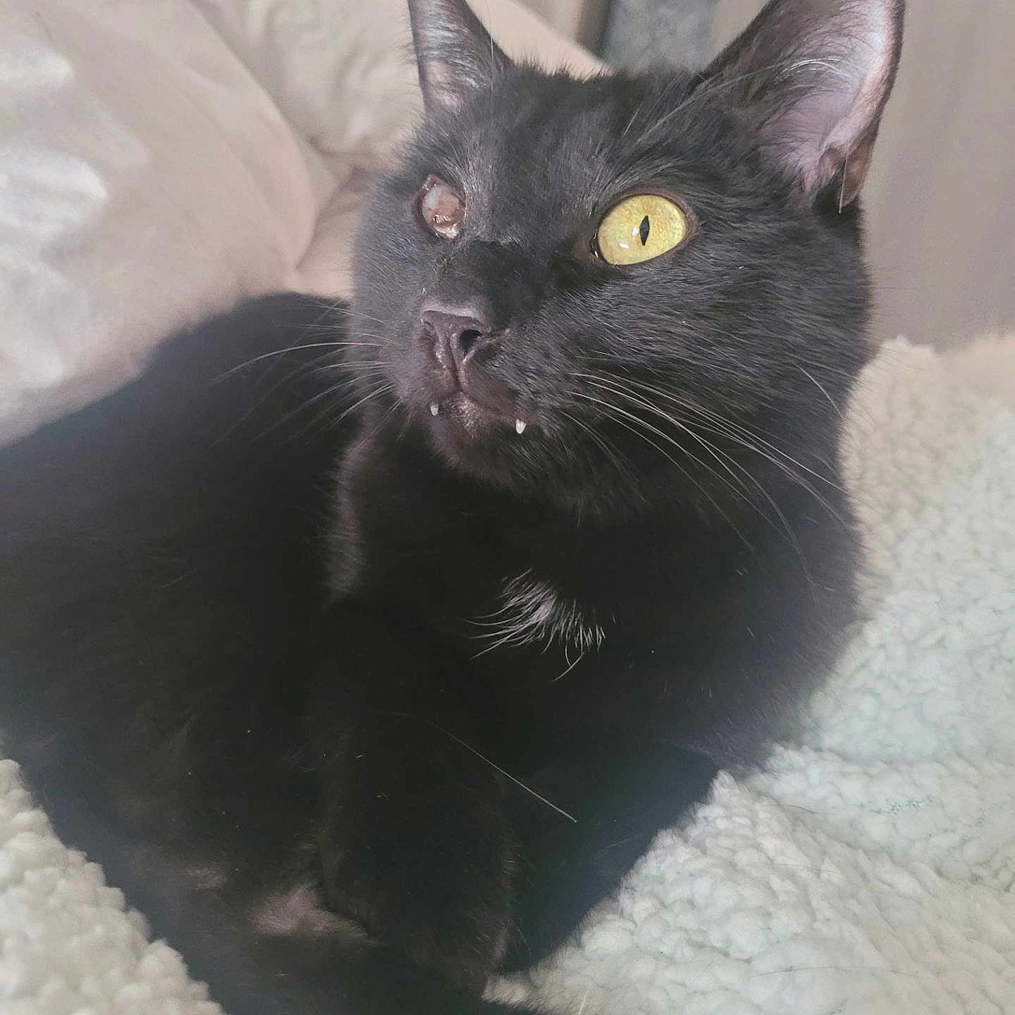 Odin participe au concours pour gagner de l'argent avec cette photo : abyssinian, animal, bed, bedroom, blackcat, blanket, cat, cushion, furniture, homedecor, indoors, kitten, manx, pet, quilt, room