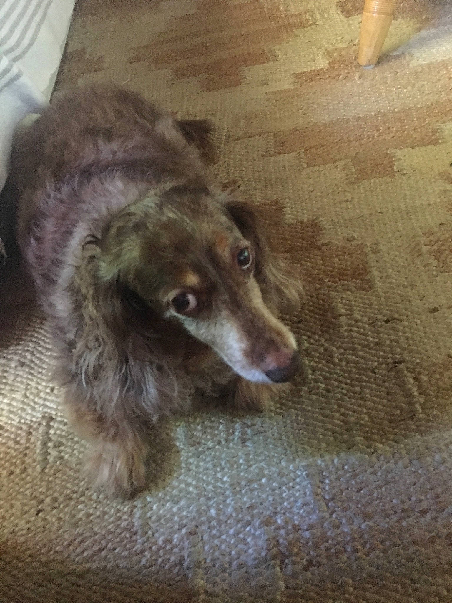 Willow joined the competition — help win amazing prizes! borzoi, canidae, carnivore, companion_dog, dachshund, dog, dog_breed, liver, lurcher, mammal, silken_windhound, sporting_group, whippet