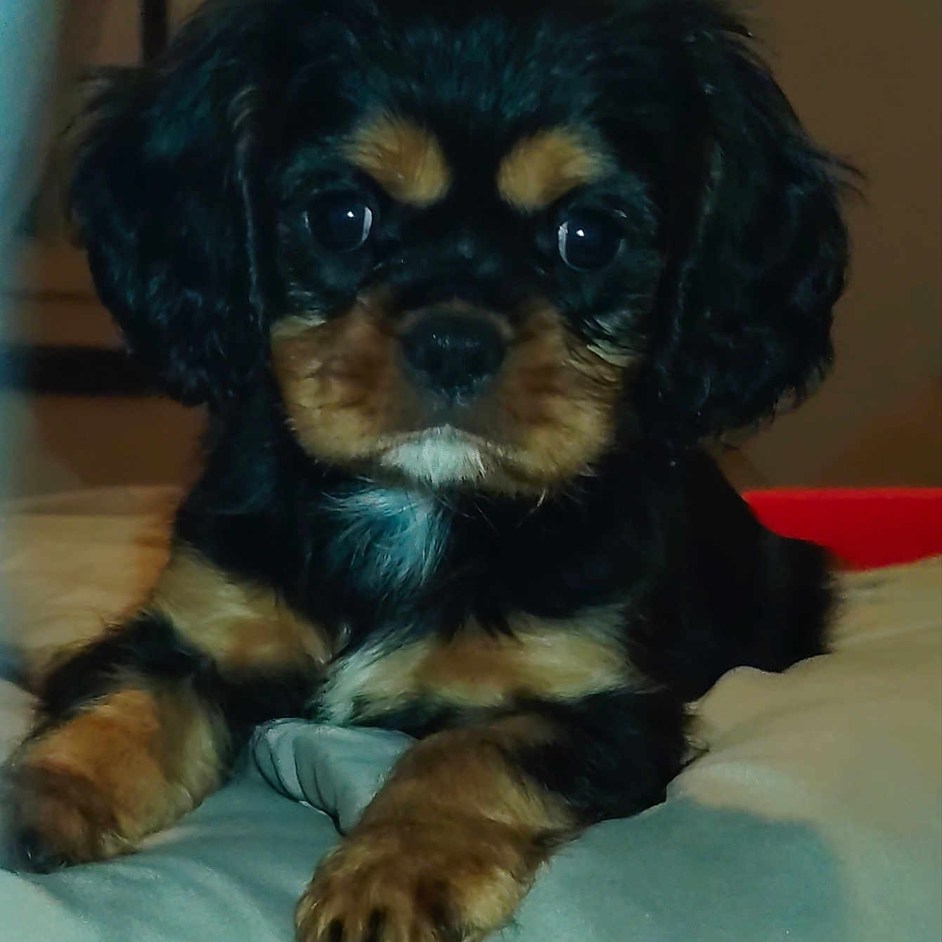 Mylo participe au concours pour gagner de l'argent avec cette photo : puppy, dog, pet, cute, black_and_tan, fur, animal, lying_down, indoors, bed, soft_surface, close_up, young_dog, adorable, face, eyes, portrait, canine, small, companion