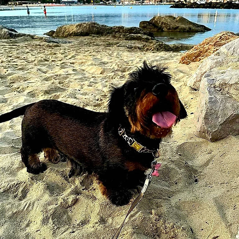 Pin-up a rejoint le concours — aidez-le/la à gagner de superbes lots ! airedale_terrier, beach, carnivore, coast, collar, companion_dog, dog, dog_breed, landscape, liver, rock, small_terrier, sporting_group, terrestrial_animal, terrier, water, water_dog, working_animal, working_terrier, yawn