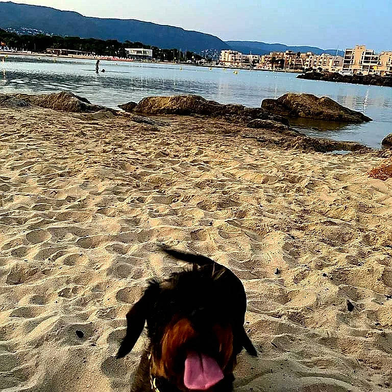 Pin-up participe au concours pour gagner de l'argent avec cette photo : beach, body_of_water, calm, carnivore, coastal_and_oceanic_landforms, dog, dog_breed, fawn, horizon, landscape, light, natural_environment, sand, shore, sky, summer, sunlight, water, wind_wave, wood