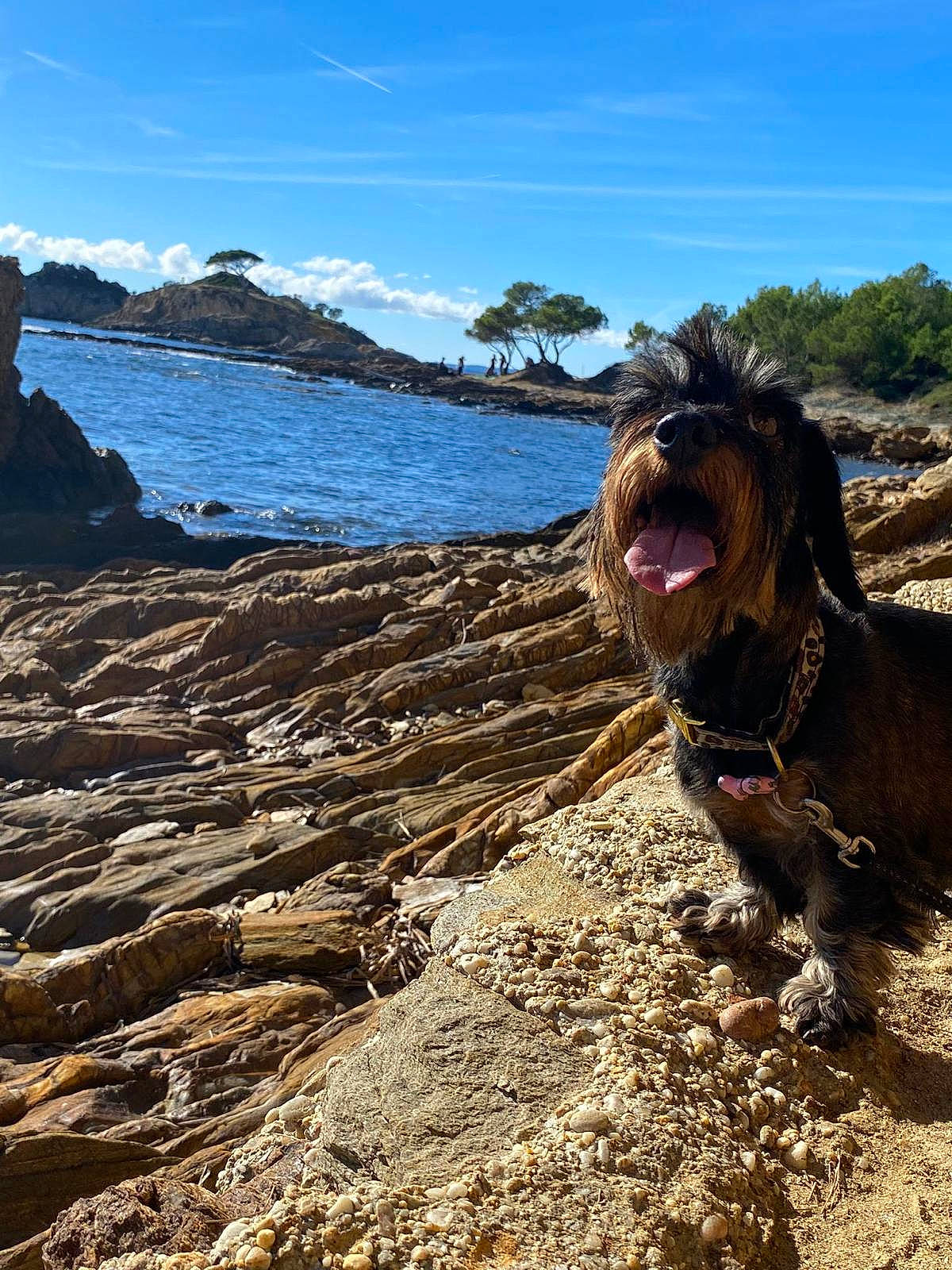 Pin-up a rejoint le concours — aidez-le/la à gagner de superbes lots ! beach, carnivore, cloud, coast, companion_dog, dog, dog_breed, fawn, lake, landscape, leash, rock, sand, shore, sky, soil, tree, water, wood, working_animal