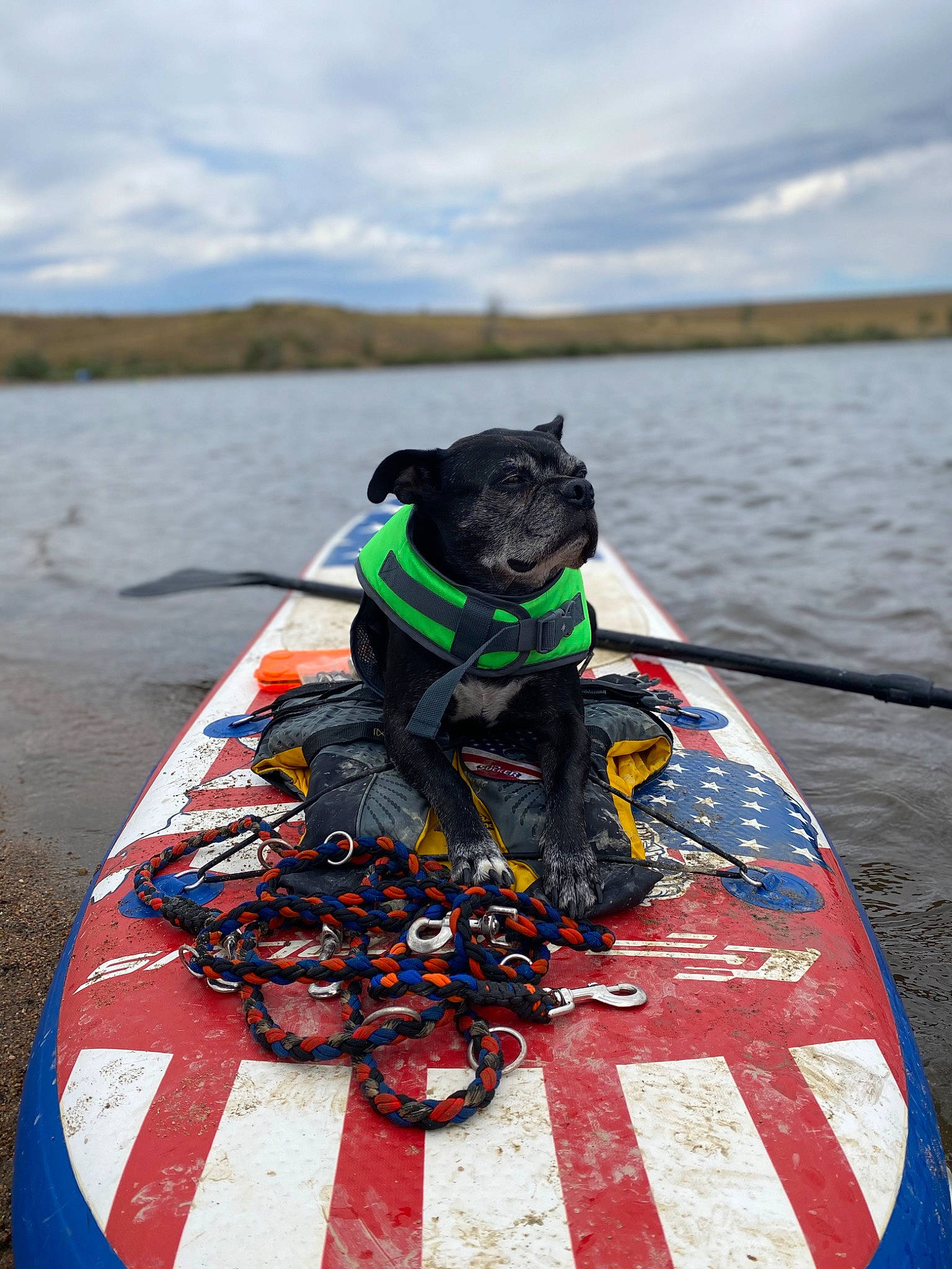 Miles is registered to the contest to win money with this photo: asphalt, body_of_water, carmine, carnivore, cloud, dog, dog_breed, dog_supply, eyewear, fictional_character, fun, lake, leash, leisure, personal_protective_equipment, recreation, sky, sporting_group, toy, water