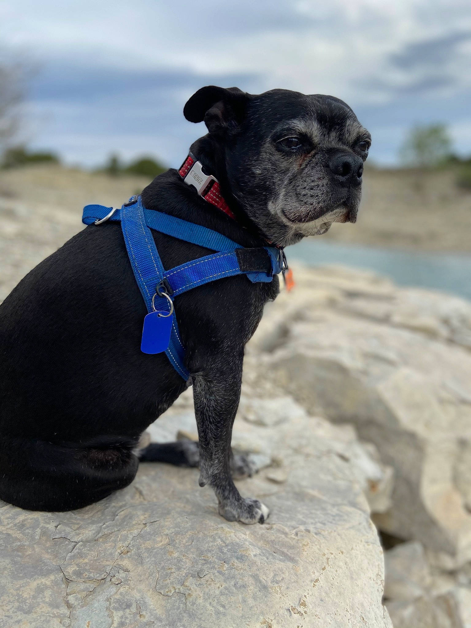 Miles is registered to the contest to win money with this photo: adventure, canidae, carnivore, cloud, collar, companion_dog, dog, dog_breed, dog_clothes, dog_collar, dog_supply, electric_blue, fawn, leash, pet_supply, sky, snout, sporting_group, toy_dog, working_animal