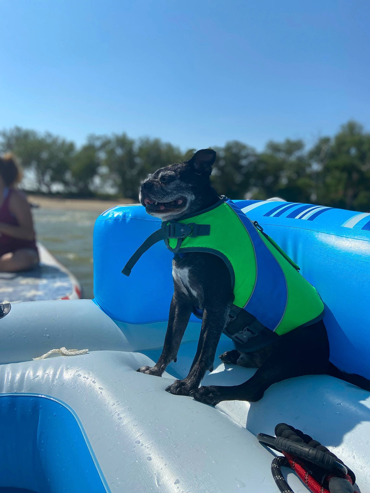 Miles is registered to the contest to win money with this photo: animal_sports, automotive_exterior, automotive_tire, blue, carnivore, dog_breed, dog_sports, electric_blue, fun, games, inflatable, leisure, motor_vehicle, personal_protective_equipment, pet_supply, recreation, sky, sports, tree, working_animal