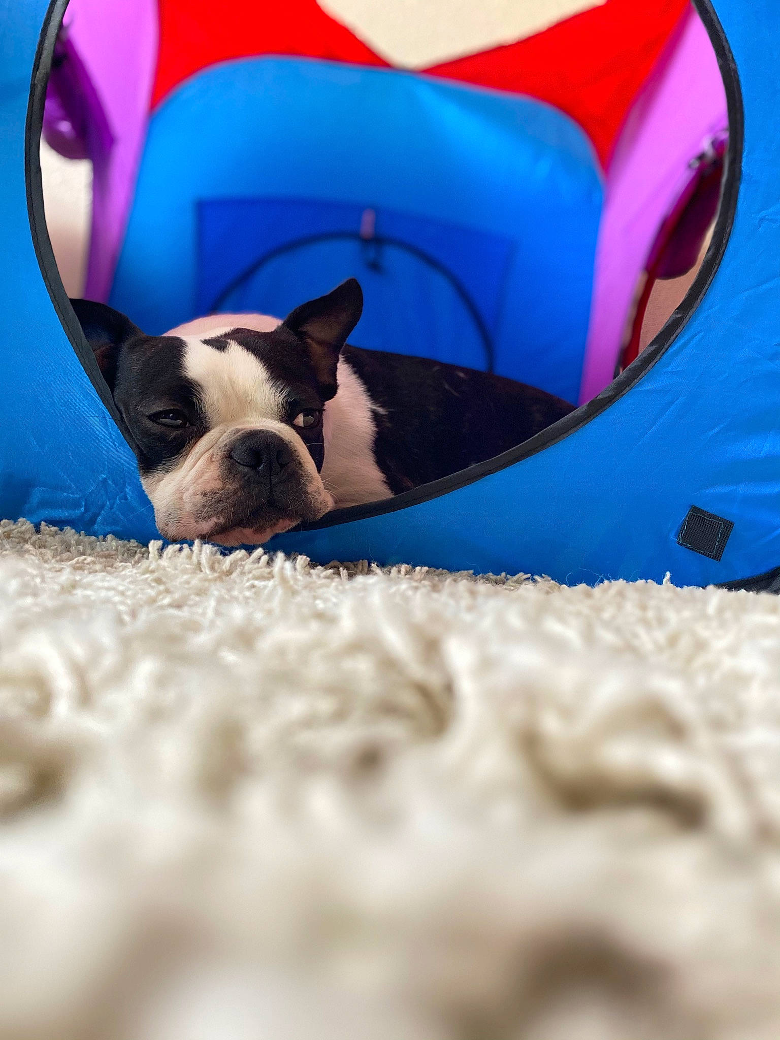 Marshal joined the competition — help win amazing prizes! blue, canidae, carmine, carnivore, collar, comfort, companion_dog, dog, dog_breed, electric_blue, fawn, fun, grass, magenta, pet_supply, snout, sporting_group, terrestrial_animal, whiskers, working_animal