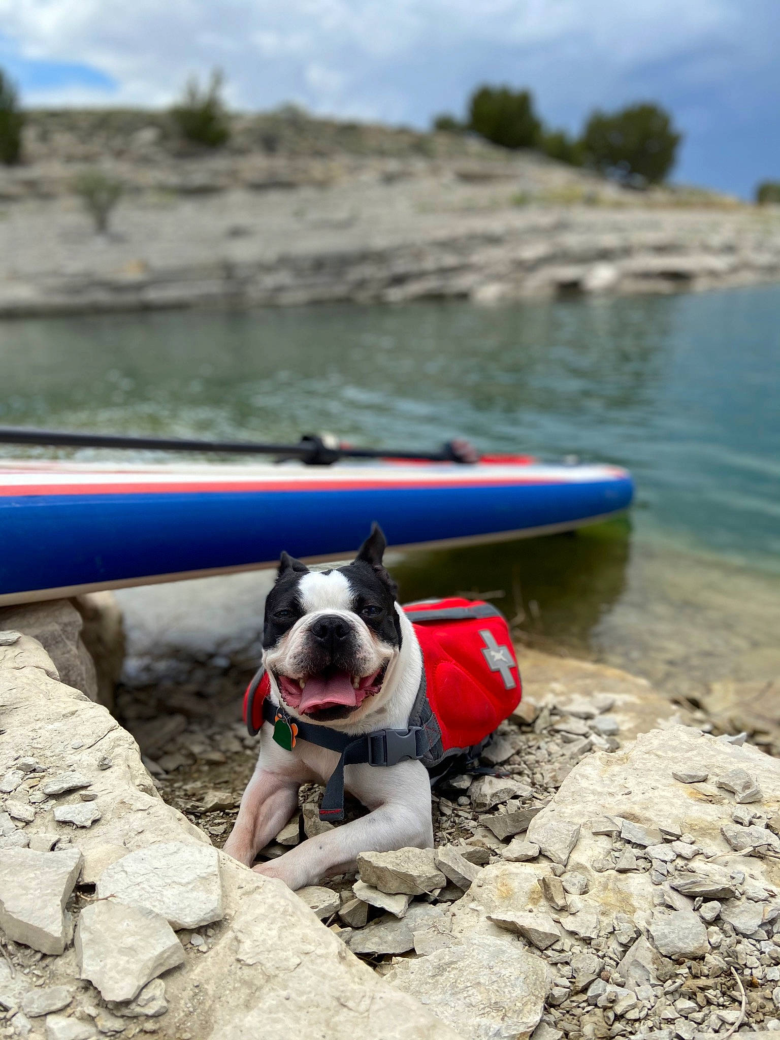Marshal joined the competition — help win amazing prizes! beach, boats_and_boating_equipment_and_supplies, carnivore, cloud, coast, collar, companion_dog, dog, dog_breed, lake, landscape, leisure, recreation, sky, snout, sporting_group, tree, water, watercraft, working_animal