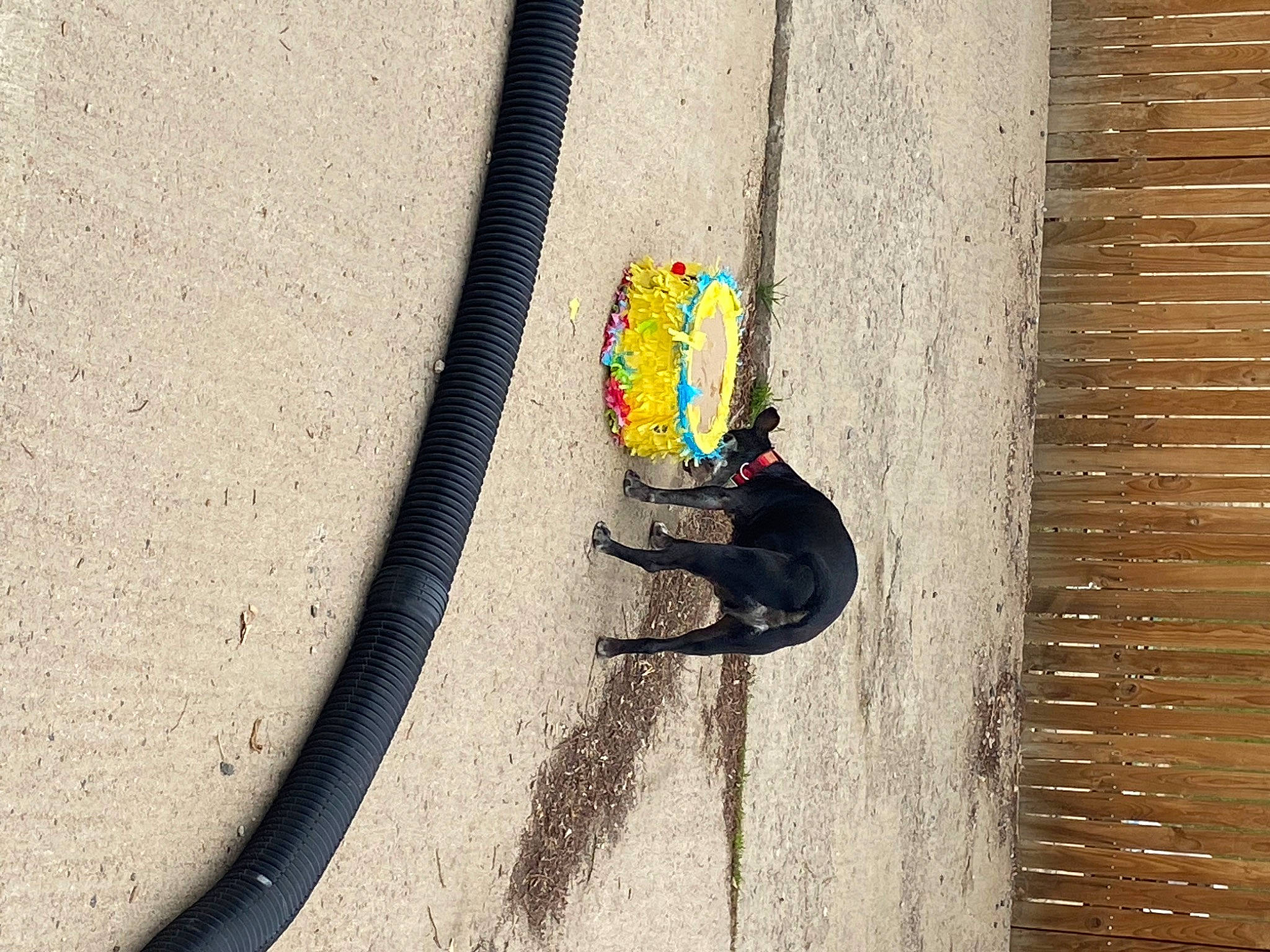 Marshal is registered to the contest to win money with this photo: automotive_tire, bicycle_tire, cable, circle, door, electrical_supply, electrical_wiring, fashion_accessory, felidae, landscape, metal, pest, recreation, shadow, tail, terrestrial_animal, tints_and_shades, visual_arts, wire, wood