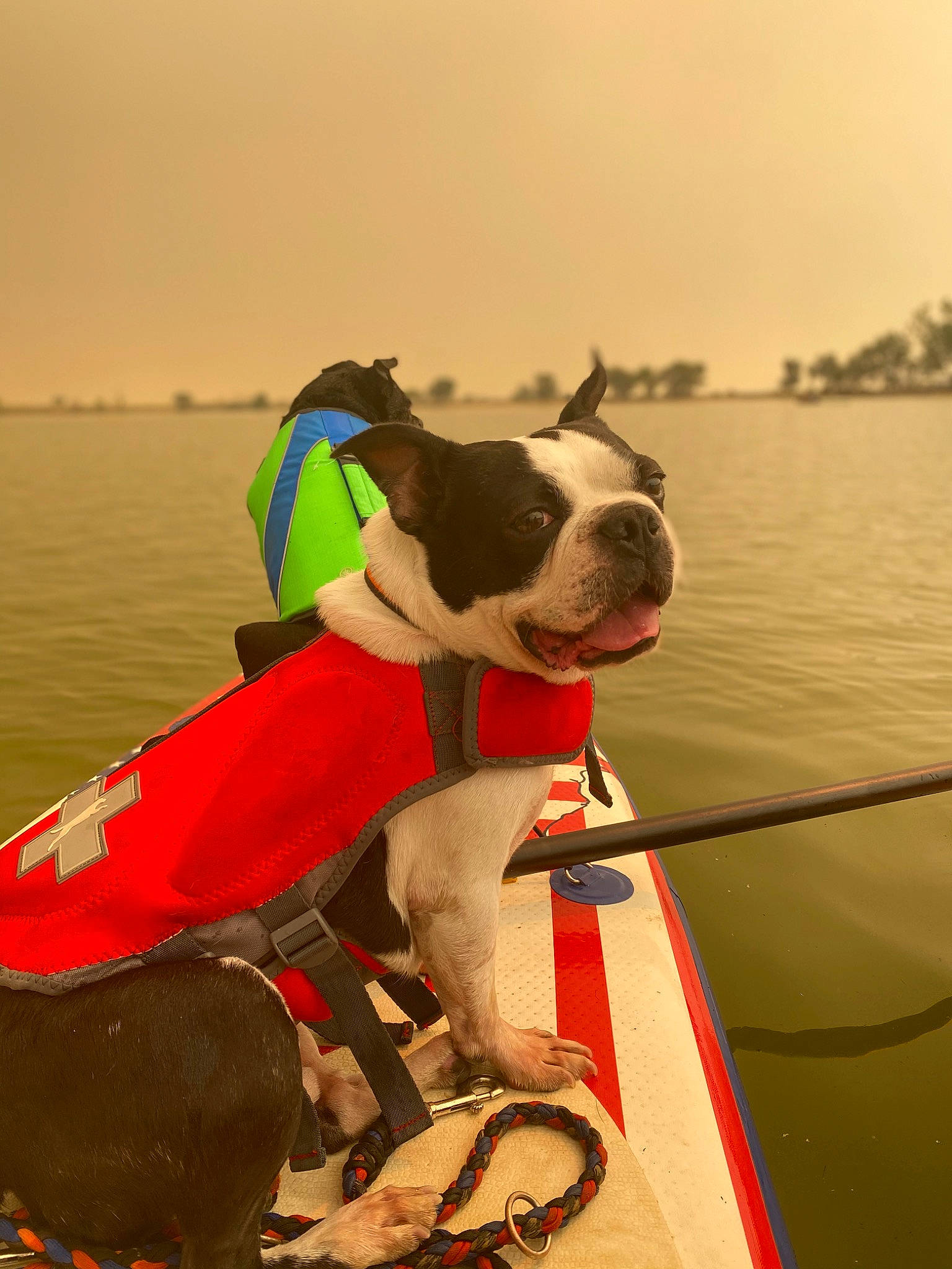 Marshal is registered to the contest to win money with this photo: boats_and_boating_equipment_and_supplies, carnivore, collar, companion_dog, dog, dog_breed, dog_collar, dog_supply, fawn, lake, leisure, lifejacket, personal_protective_equipment, pet_supply, recreation, sky, snout, sporting_group, water, working_animal