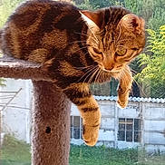 Choukette a rejoint le concours — aidez-le/la à gagner de superbes lots ! animal, cat, cozy, daylight, domestic_cat, feline, greenery, houseplant, indoor, looking_outside, nature, outdoor_view, paw, pet, portrait, relaxed, resting, scratching_post, tabby, window