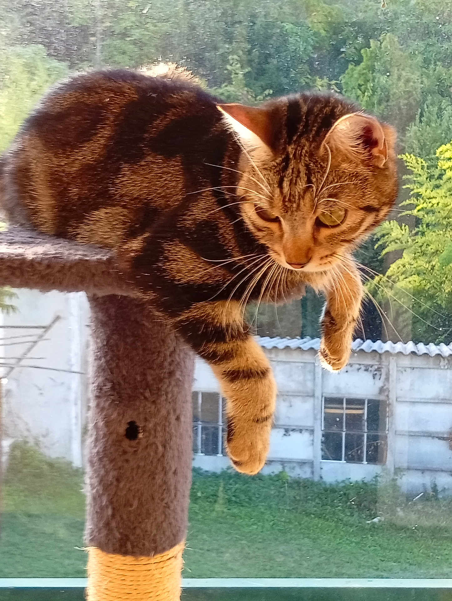 Choukette