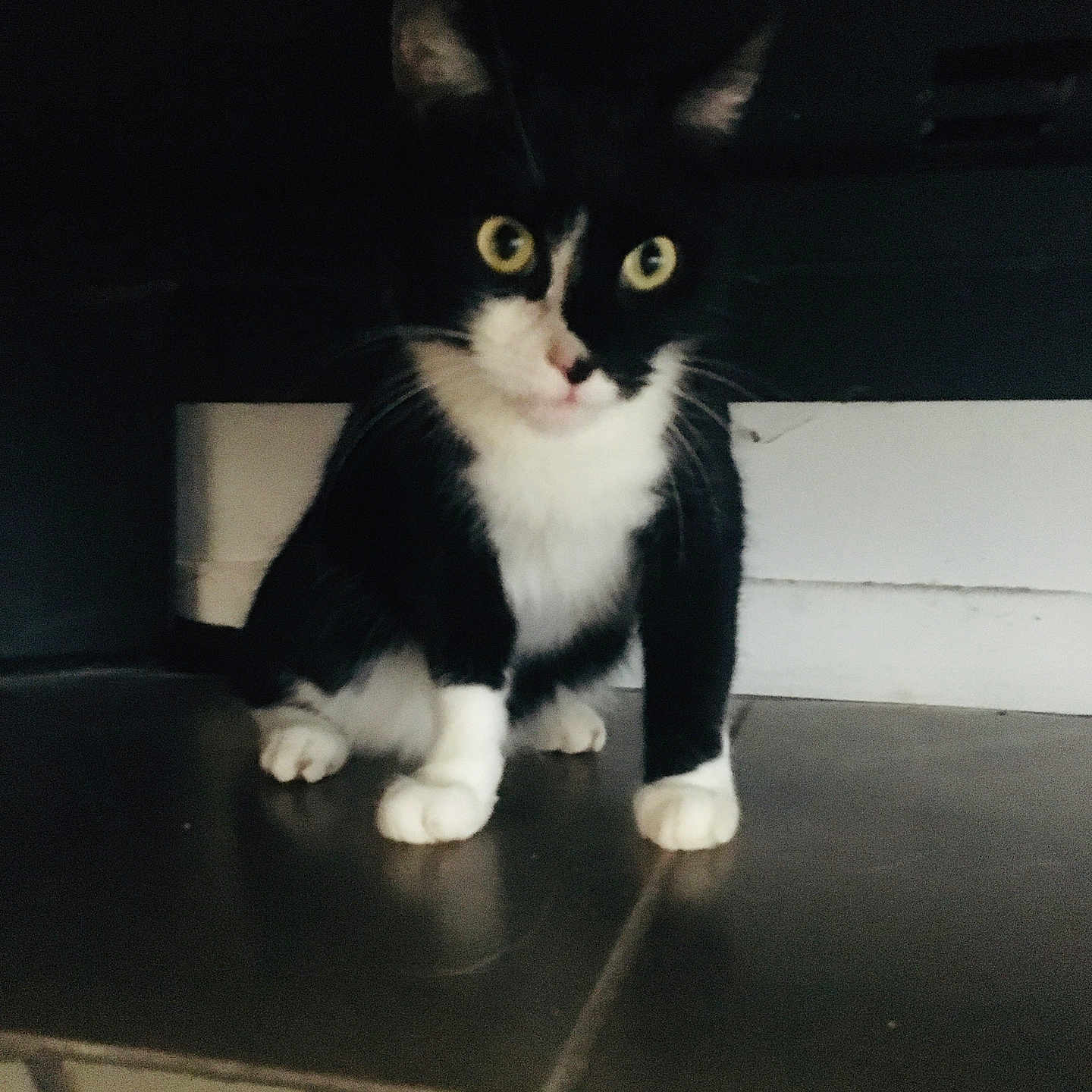 Simba a rejoint le concours — aidez-le/la à gagner de superbes lots ! abyssinian, accessories, angora, animal, blackcat, cat, furniture, hardwood, kitten, manx, pet, plywood, slate, strap, wood