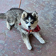 Tinkerbelle joined the competition — help win amazing prizes! puppy, dog, husky, blue_eyes, bandana, pet, canine, fur, outdoor, concrete, lying_down, young_dog, adorable, animal, cute, playful, domestic_animal, companion, mammal, pet_accessory