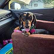 Joey joined the competition — help win amazing prizes! dog, dachshund, pet, car, car_interior, leash, collar, seat_cover, tongue_out, brown, black, pink, sunlight, window, mirror, side_mirror, relaxed, cute, animal, vehicle