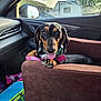dog, dachshund, pet, car, car_interior, leash, collar, seat_cover, tongue_out, brown, black, pink, sunlight, window, mirror, side_mirror, relaxed, cute, animal, vehicle