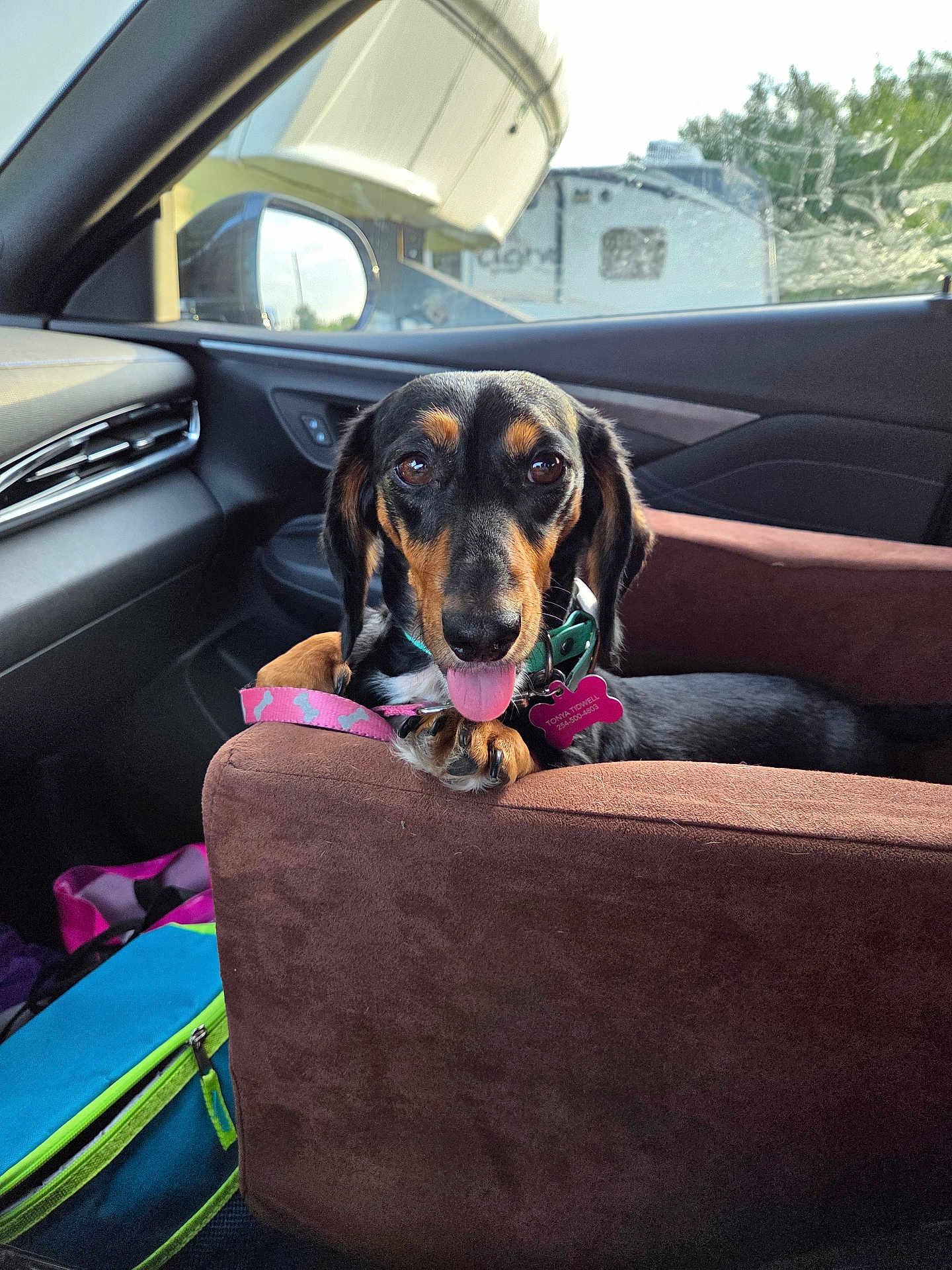 Joey joined the competition — help win amazing prizes! dog, dachshund, pet, car, car_interior, leash, collar, seat_cover, tongue_out, brown, black, pink, sunlight, window, mirror, side_mirror, relaxed, cute, animal, vehicle