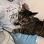 cat, tabby_cat, person, sweatshirt, jeans, ripped_jeans, lap, indoor, closeup, striped_cat, casual, relaxing, pet, cozy, home, hand, furniture, plaid_blanket, comfort, resting