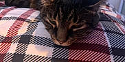 Jingle is registered to the contest to win money with this photo: cat, tabby, resting, sleepy, plaid_blanket, indoor, feline, closeup, fur, ears, whiskers, cozy, pattern, home, comfort, animal, pet, relaxed, soft_light, bedroom