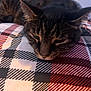 cat, tabby, resting, sleepy, plaid_blanket, indoor, feline, closeup, fur, ears, whiskers, cozy, pattern, home, comfort, animal, pet, relaxed, soft_light, bedroom