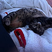 Jingle is registered to the contest to win money with this photo: cat, tabby, blanket, cozy, indoor, furniture, relaxed, pet, fur, whiskers, stretching, comfort, home, soft, texture, animal, laying, resting, holiday, warm