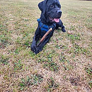 Black participe au concours pour gagner de l'argent avec cette photo : dog, black_dog, grass, field, stick, harness, outdoor, pet, animal, playful, tongue_out, nature, canine, summer, lying_down, happy, daylight, greenery, cute, mammal