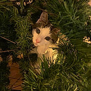 Milo is registered to the contest to win money with this photo: cat, animal, christmas_tree, greenery, indoor, pet, curious, face, whiskers, fur, playful, holiday, pine_needles, closeup, eye_contact, cute, nature, festive, mischievous, domestic_cat