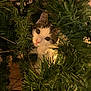 cat, animal, christmas_tree, greenery, indoor, pet, curious, face, whiskers, fur, playful, holiday, pine_needles, closeup, eye_contact, cute, nature, festive, mischievous, domestic_cat