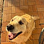 dog, golden_retriever, smiling, tongue_out, outdoor, sunlight, tile_floor, pet, canine, happy, fur, animal, looking_up, domestic_animal, companion, tail, muzzle, snout, paw, shadow